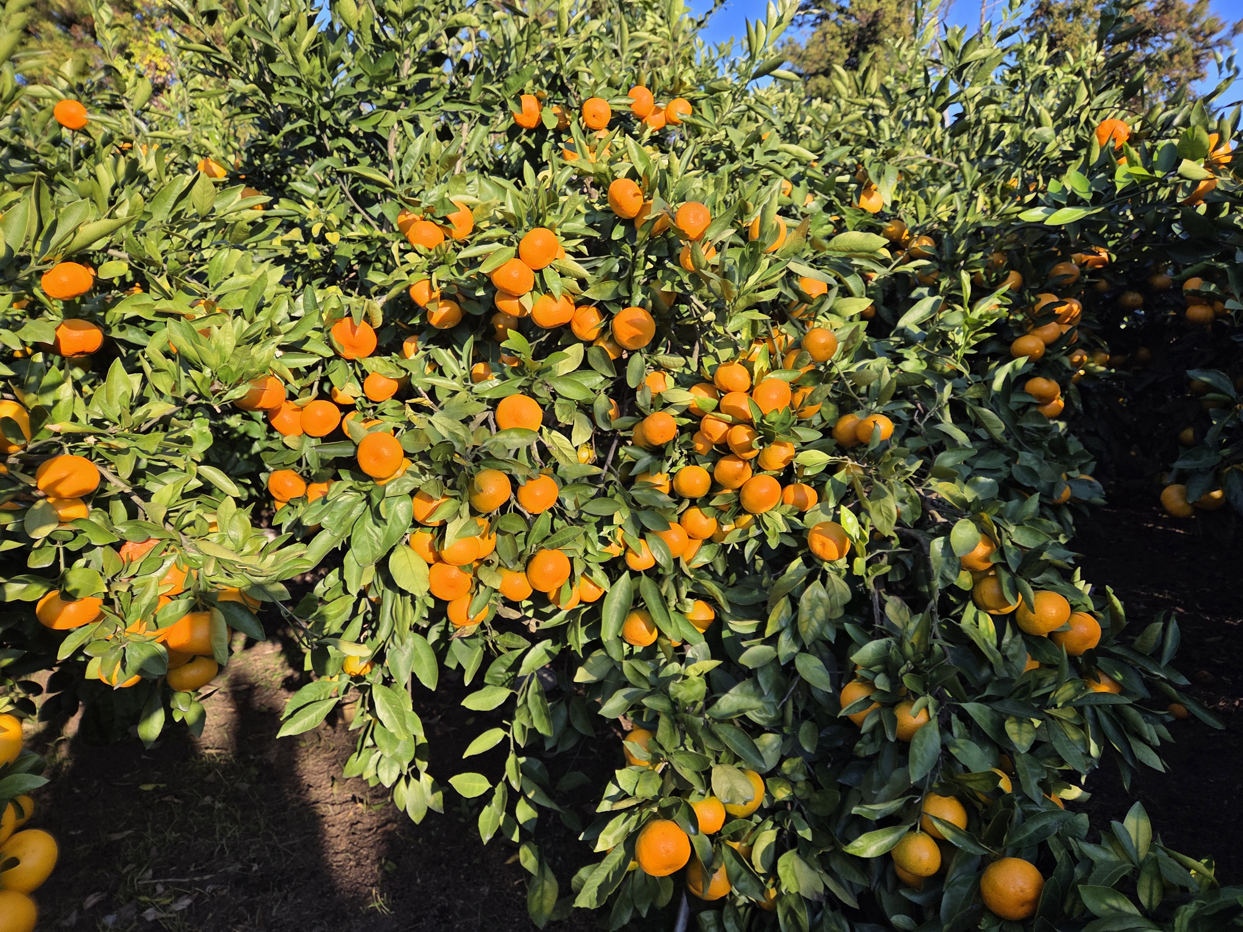 껍질이 얇고 알맹이가 팡팡 터지는 노지귤